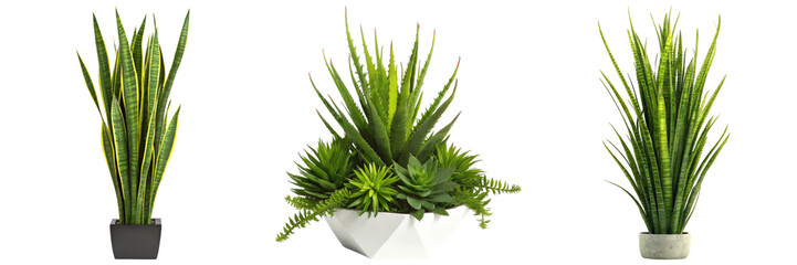 Fototapeta premium Three varieties of snake plants in different pots showcasing their tall, slender leaves.