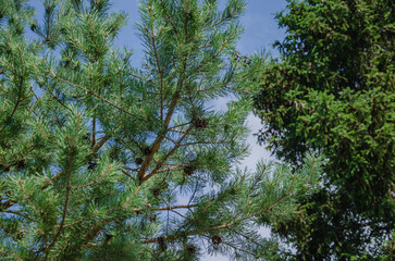 Pine branches on blue sky background, natural background