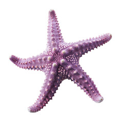Close-up of a vibrant purple starfish