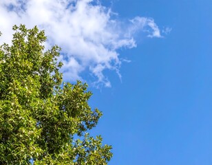 Lush green leaves against a bright blue sky with fluffy white clouds