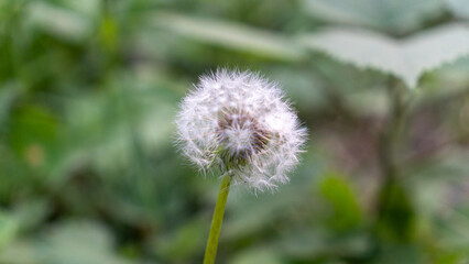 dandelion on a green background