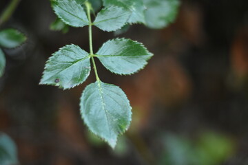 Close-up of a fresh green leaf with a blurred bokeh background. Minimalistic natural scene with vibrant color and soft light. Perfect for eco, nature, and botanical concepts.