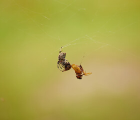 Striped medium sized spider feasting on a brown beetle!