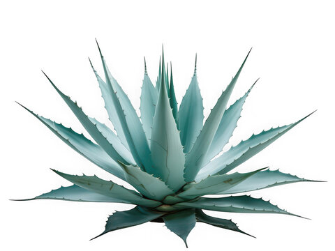 Close up of a vibrant blue green agave plant with sharp pointed leaves radiating outwards against a stark black background showcasing its natural beauty and texture