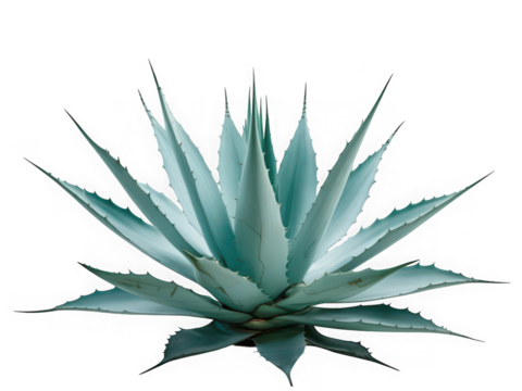 Close up of a vibrant blue green agave plant with sharp pointed leaves radiating outwards against a stark black background showcasing its natural beauty and texture