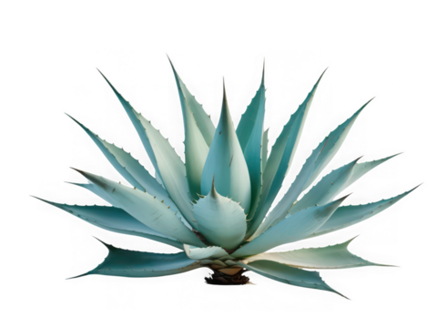 A striking close up studio shot of a vibrant blue green agave plant with sharp pointed leaves against a deep black background showcasing its natural beauty and texture