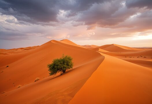 A lone green tree standing on golden desert sand dunes under dramatic cloudy sky at sunset — peaceful arid landscape symbolizing solitude, nature, and survival
