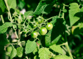 Several small, green tomatoes hang from a vine amidst lush, green leaves. The sunlight casts a...