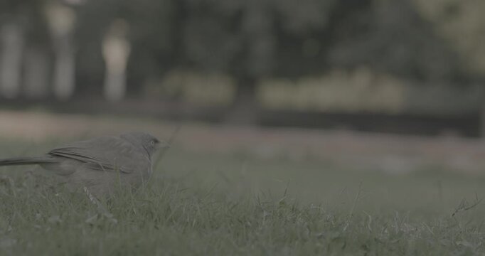 Jungle babbler jumping and looking feed in grass. Argya striata is a member of the family Leiothrichidae found in the Indian subcontinent. Jungle babblers are gregarious birds that forage in small