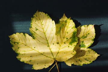 Yellow leaves on dark green background with shadow. Autumn, fall, thanksgiving day concept.
