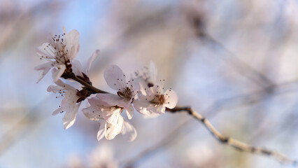 willow branches in spring