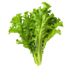Close-up of fresh green leafy vegetable