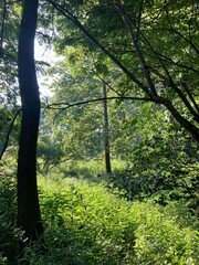morning summer sun in the forest