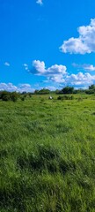 A field of grass with a person walking through it. The sky is blue and there are clouds in the background
