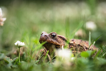 Erdkröte (Bufo bufo)