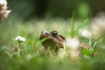 Erdkröte (Bufo bufo)