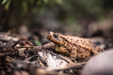 Erdkröte (Bufo bufo)