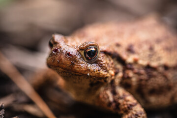 Erdkröte (Bufo bufo)