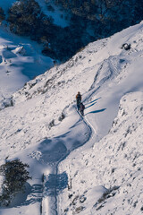 A view from behind of a group of trekkers walking on a snowy mountain during the Mardi Himal Trek, Nepal. There are footprints along the path, with bushes on both sides. Idea for adventure background.
