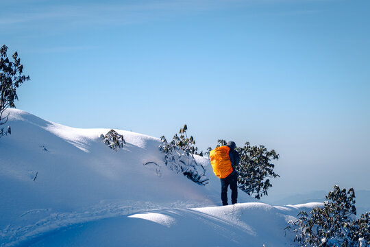 A view from behind of a man walking on a snowy mountain during the Mardi Himal Trek, Nepal. There are footprints along the path, with bushes on both sides. The sky is clear on a sunny day.