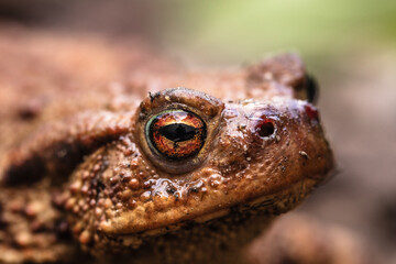 Erdkröte (Bufo bufo)