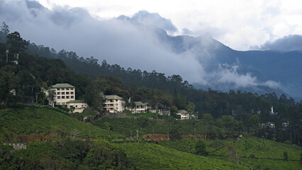 Fototapeta premium Moody landscape of Munnar hills covered in clouds and fog during the monsoon season in Kerala, India. A Mystic Setting for Hotels and Resorts.