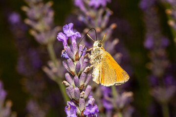 Dickkopffalter an Lavendel makro © scaleworker