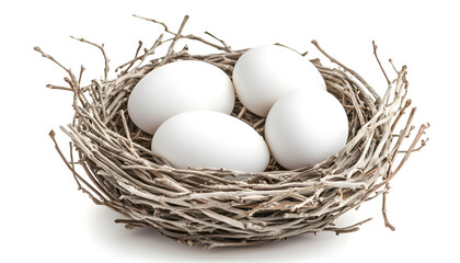 Close up of white eggs lying in bird nest made of twigs isolated on white background