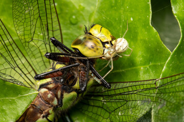 Ver&auml;nderliche Krabbenspinne an K&ouml;nigslibelle makro