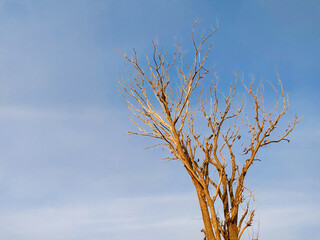 Tree that have dried up due to the long drought stock photo.