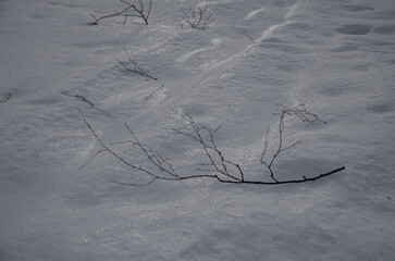 Tree branch lying on white snow in winter in frost, natural background
