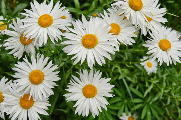 Close-up of blooming white daisies in garden