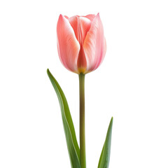 Naklejka premium Single pink tulip against black background