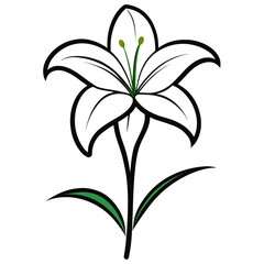 vector illustration of lily flower