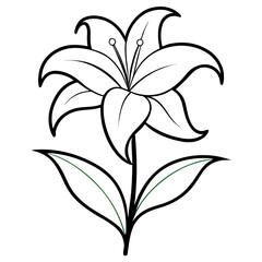 Fototapeta premium lily flower isolated on white
