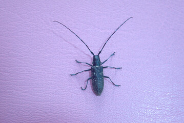 Large Black Longhorn Beetle on a light pink background