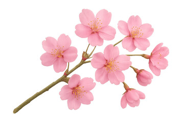Naklejka premium Pink cherry blossom branch blooming on a transparent background, perfect for spring and nature-themed projects