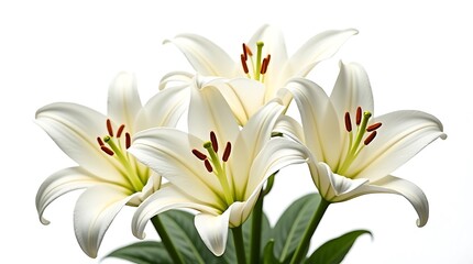 Naklejka premium A beautiful spring bouquet of white tulips and lilies, showcasing delicate petals and vibrant blossoms