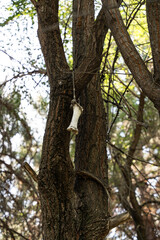 A large white bone is hanging on a rope tied to a tree near the trunk, vertical photo.