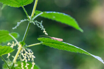 Longhorn moth on stinging nettle leaf, Germany, Augsburg