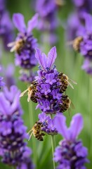 Close-up of lavender flowers with bees.