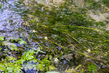 Water crowfoot and aquatic plants in clear stream, Germany, Augsburg
