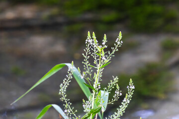 Slender plant with tiny flowers near a stream, Germany