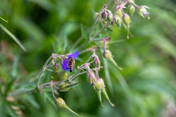 Honeybee on purple cranesbill flower, Germany
