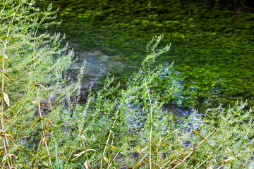 Wild vegetation along a stream, Germany