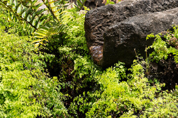 Detalle de vegetación y roca volcánica en El Paso, La Palma