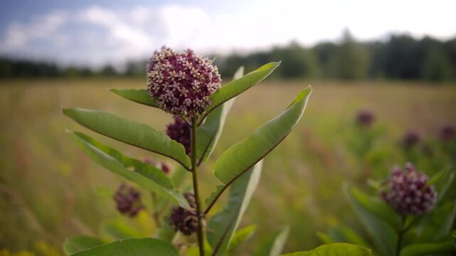 Common Milkweed bloom . Purple flower meadow