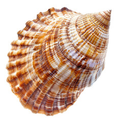 Obraz premium Close-up of a seashell