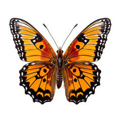 Fototapeta premium Realistic isolated butterfly, spring colored butterfly, insect