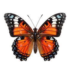 Realistic isolated butterfly, spring colored butterfly, insect